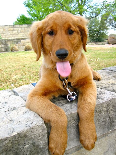 Red golden retriever puppies - 